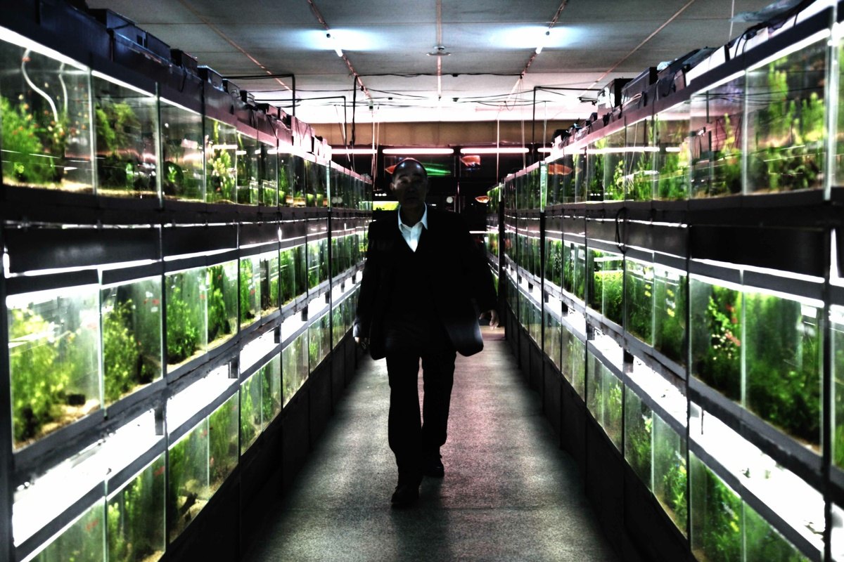 Zimna ryba, reż. Sion Sono, Japonia 2010